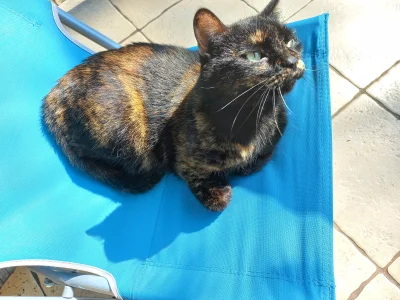 frugASS - Balkonizacja kota #pokazkota