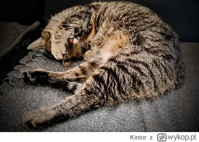 Kinior - Kitku słońce świeci w oczy (・へ・)
#koty #kitku #pokazkota