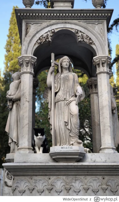 WideOpenShut - Greckie kitku pilnujące pomniku na cmentarzu.
#kot #kitku #kitkuzprzyp...
