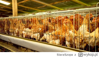 StaraSzopa - a gdy przemysłowo trzyma się kury w klatkach gdzie ledwo się obracają to...