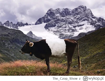 TheCzopShow - #diabelgrogaty