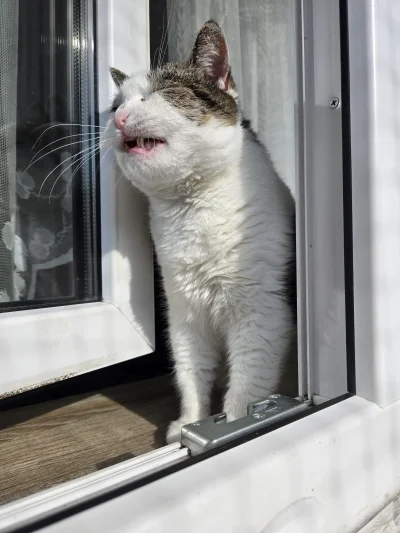 Solsith - #pokazkota #spaslak  znowu warzywa na obiad(－‸ლ)