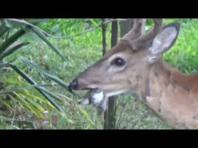 Ilahinefes - >Jelenie są mięsożerne?

@slizgi: