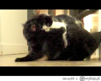 daray89 - #codziennykotopetany #dziwnekotki