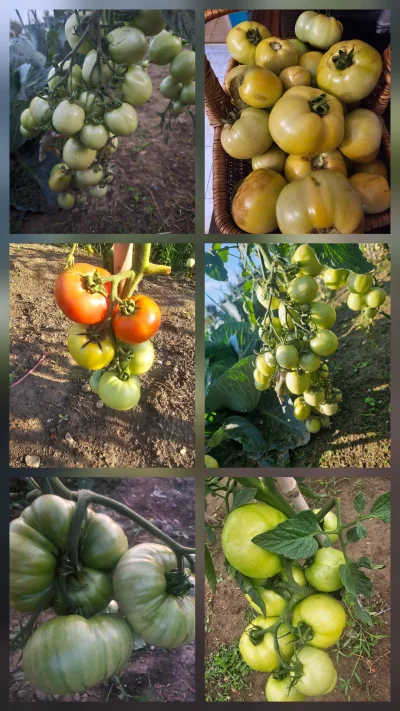 Gruboklates - #pomidory #pomidor #warzywa #uprawa #ogródek #warzywniak 

To był dobry...