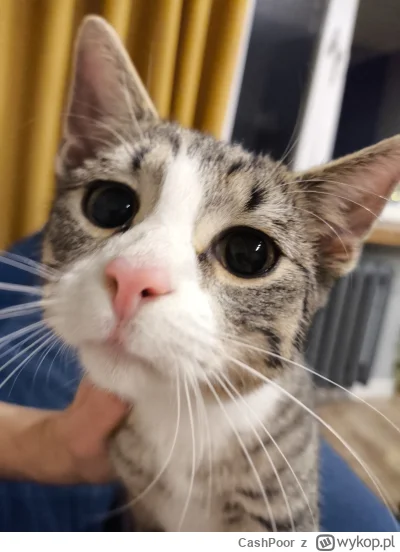 CashPoor - Wychodzę z mieszkania na 4 piętrze zakładam buty jak zawsze przed drzwiami...