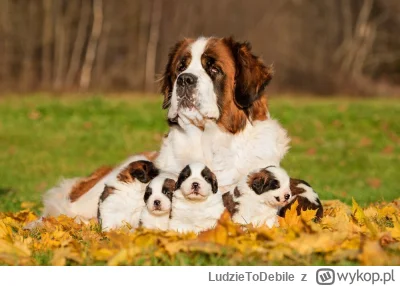 LudzieToDebile - Oto prawdziwi Bernardyni godni szacunku: