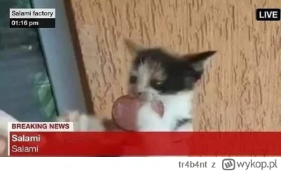 tr4b4nt - salami
SPOILER