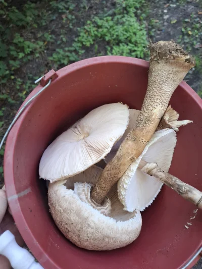 ROLAZ - #chwalesie #grzyby
 Będzie jedzone :)