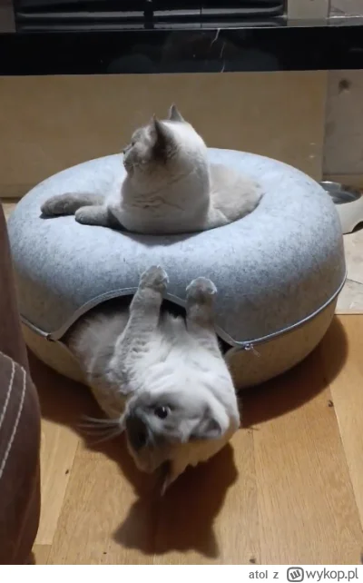 atol - #pokazkota 50zł w biedrze dobrze wydane ( ͡° ͜ʖ ͡°)