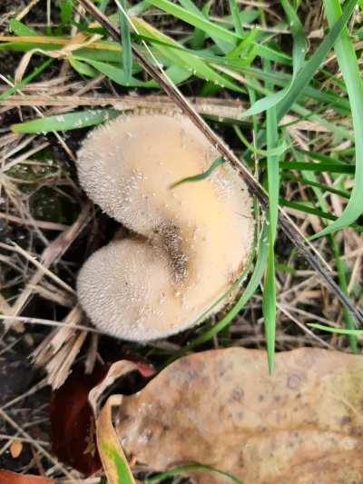 jassssss - Przy okazji to jakiś tęgoskór?