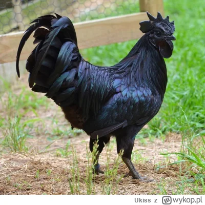 Ukiss - Całkowicie czarne, indonezyjskie kury rasy Ayam Cemani nazywane są Lamborghin...