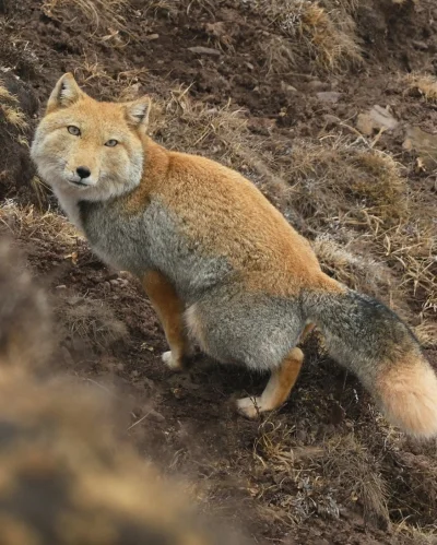 wfyokyga - Lisa p----------o