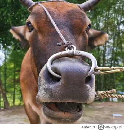 enten - @CH3j: Fajno, ciekawe czy dużo mleka daje