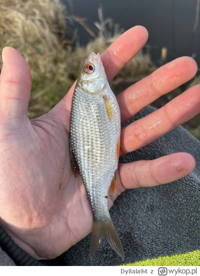 Dy8ala94 - @takitamtam: bierz na żywca