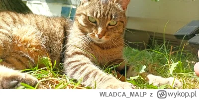 WLADCA_MALP