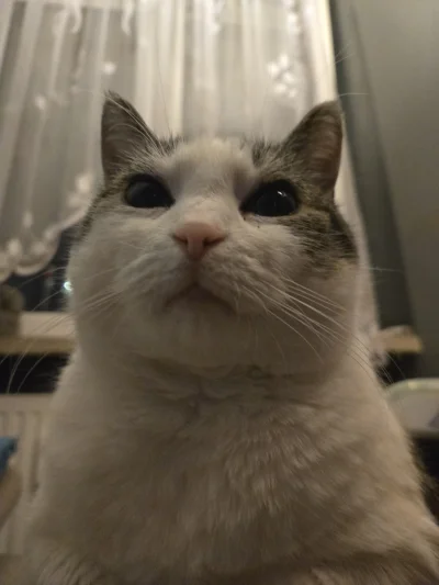 Solsith - @rozdartapyta: (￣෴￣)