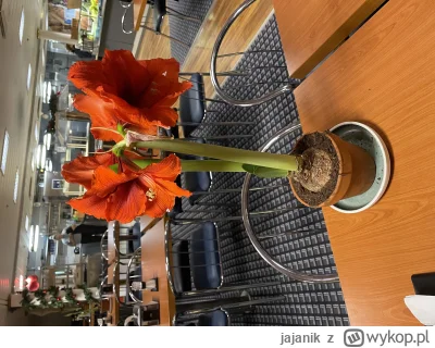 jajanik - #kwiaty#kwiat

Siemano Siemano Czy ktoś ma pojęcie jak nazywa się ten kwiat...
