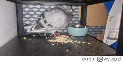 oksit - Wczoraj późnym wieczorem znalazłem wymęczonego nielotnego gołebia ale zobaczy...