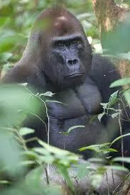 _______________________ - Piliście kiedyś makumbe? Ja tak wyglądałem jak pierwszy raz...