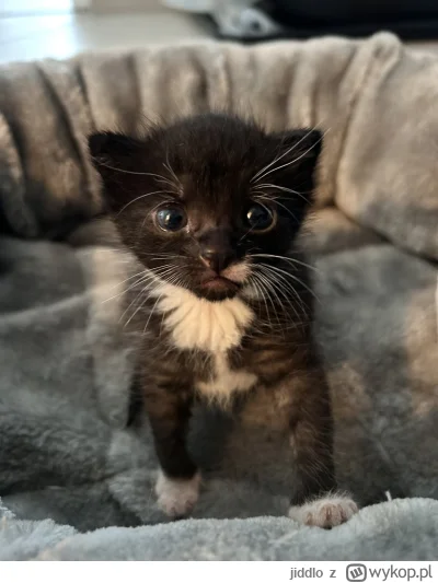 jiddlo - #hecat  ten kot mnie zje z butami. Matko, ile on potrafi mleka wciągnąć, aż ...