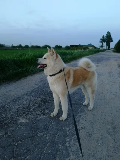 Tec1976 - @o__0 Mój też całkiem, całkiem( ͡º ͜ʖ͡º)