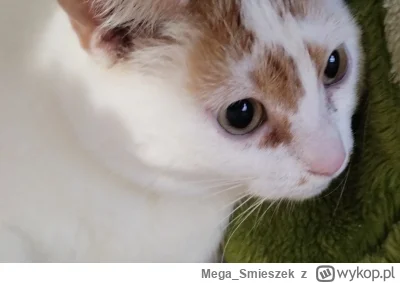 Mega_Smieszek - Noworoczna pobanowa kotka srotka pierdziotka ᶘᵒᴥᵒᶅ

#koty #pokazkota