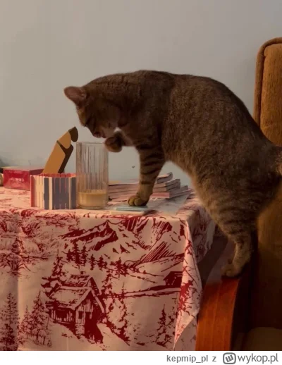 kepmip_pl - Od czasu gdy przypłapałem moje #kitku jak pije kawę z mojego kubka zaczął...