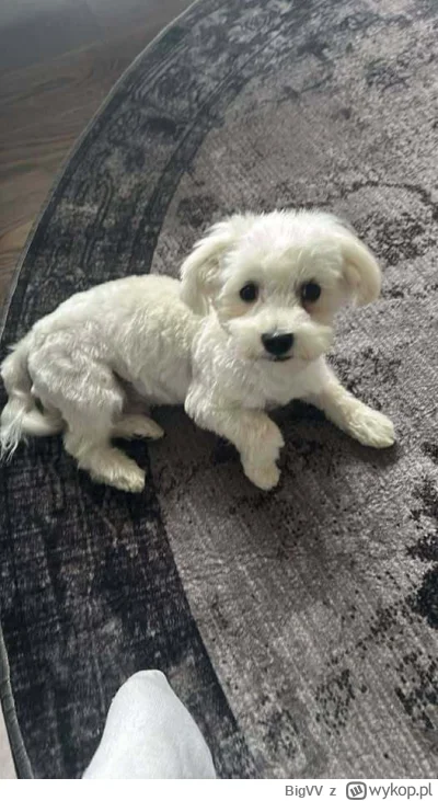 BigVV - @robertx: żaden Fredi, Dolar Od Strony Przepompowni