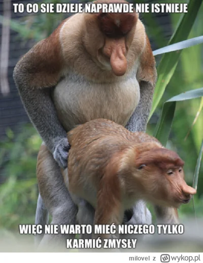 milovel - #konkursnanajbardziejgownianymemznosaczem