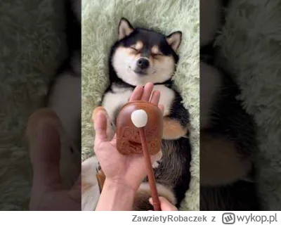 ZawzietyRobaczek - #smiesznypiesek