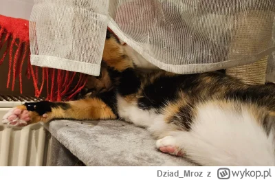 Dziad_Mroz - Ej Mirki! Widać po mnie?

#smiesznekotki #smiesznykotek #kicimietkazawsz...