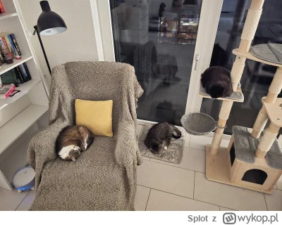 Splot - Moje kochane pchlarze p--------e. 乁(♥ ʖ̯♥)ㄏ

#pokazkota