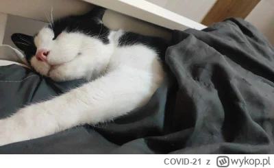 COVID-21 - @Grayish_Starling: No siema, ale daj spac czlowieku