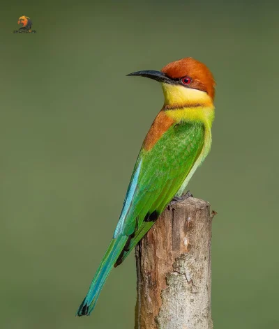 Lifelike - Żołna obrożna (Merops leschenaulti)
Autor
#photoexplorer #fotografia #orni...