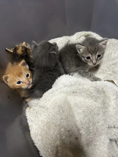 meres - Mirki, Mirabelki i osoby Mirkowe. Jest sprawa ważna i poważna. Otóż muszę wyb...