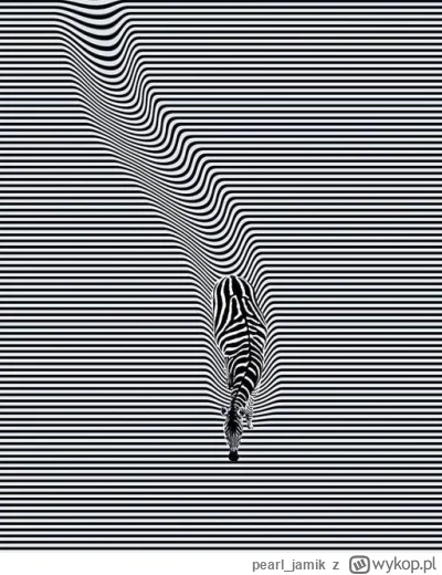 pearl_jamik - #zebra