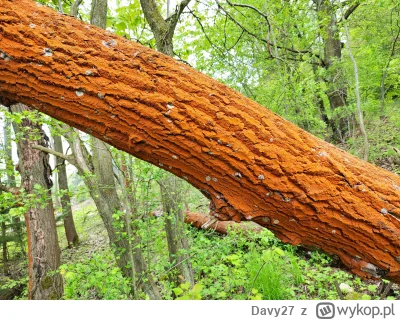 Davy27 - #drzewa #natura
Dlaczego drzewo ma taki kolor?