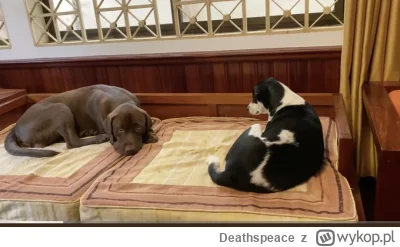 Deathspeace - Ale tam musi #!$%@?ć w tym domu. 3 psy śmierdzące wchodzące na kanapy i...
