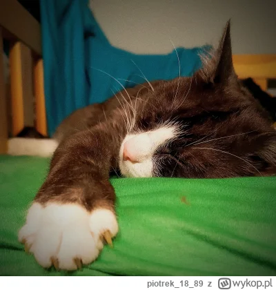 piotrek1889 - #pokazkota #kitku #zwierzaczki sobota wieczór spiulkolot i humor gitów ...