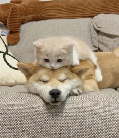 tomwick55 - #koty #psy #zwierzaczki