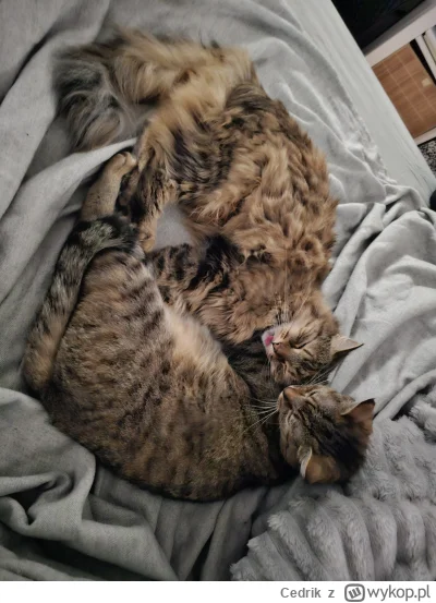 Cedrik - Mlem (ʘ‿ʘ)

#pokazkota