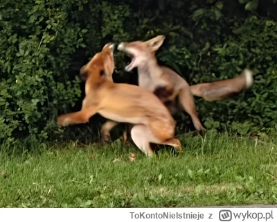 ToKontoNieIstnieje - @ToKontoNieIstnieje przybiegł drugi