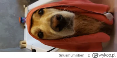 Snusmumriken_ - Babushka
#pokazpsa #pjesel #smiesznypiesek #psy #goldenretriever