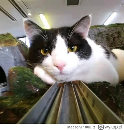 MacronT1000 - #bezczelnekotkiwchodzacenamakietykolejowe  #koty #kitku
Zmierzasz dokąd...