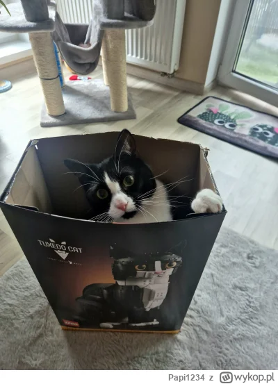 Papi1234 - Realistyczne te klocki ( ͡º ͜ʖ͡º) #kitku #chwalesie