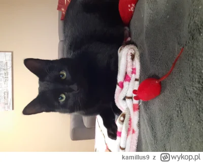kamillus9 - Kitku kocykowy

#kot #koty #pokazkota
