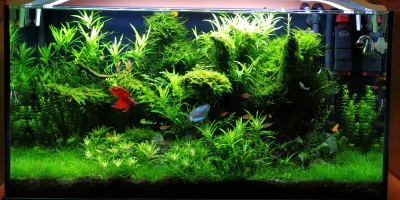 HorrorystycznyDemonPagona - @Miteora: Jaką? Bojownika w kuli? xD Też miałem akwarium ...