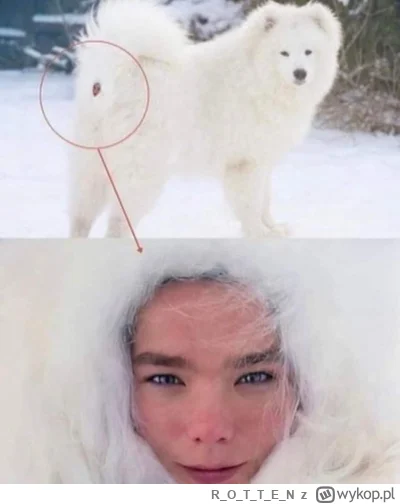 ROTTE_N - #czarnyhumor