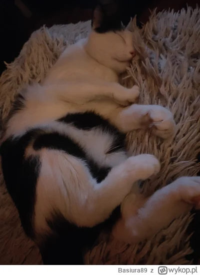Basiura89 - Czas na spanko 
#kot #koty #kitku #pokazkota #smiesznypiesek #smiesznykot...